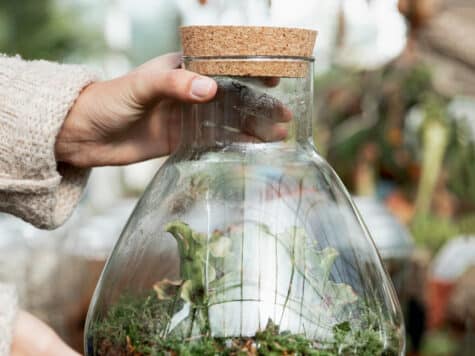 Atelier terrarium