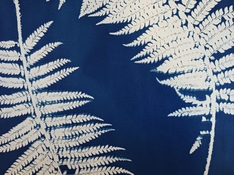 Cyanotype végétal – Atelier créatif au Pays Basque